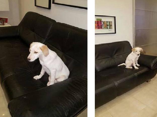 cane_jenna_laura_dexter_berardi