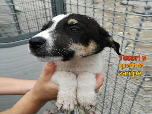 cane_jerry_matera_il_branco