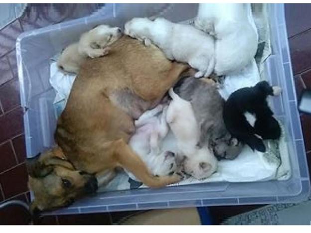cane_keira_cuccioli_valeria_formichella_gemma_caroni