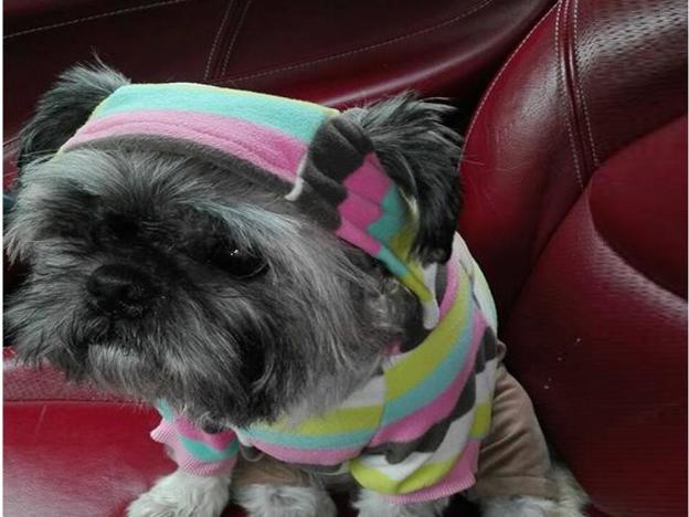 cane_lolly_shizu_marianna_cipitelli_rieti