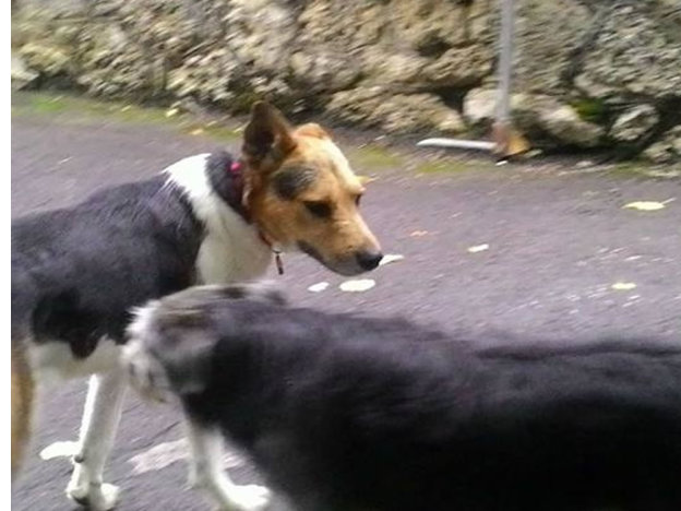 cane_lupo_santaurio_la_foresta