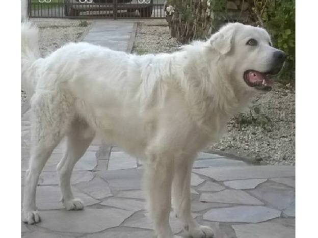 cane_maremmano_benny_pf