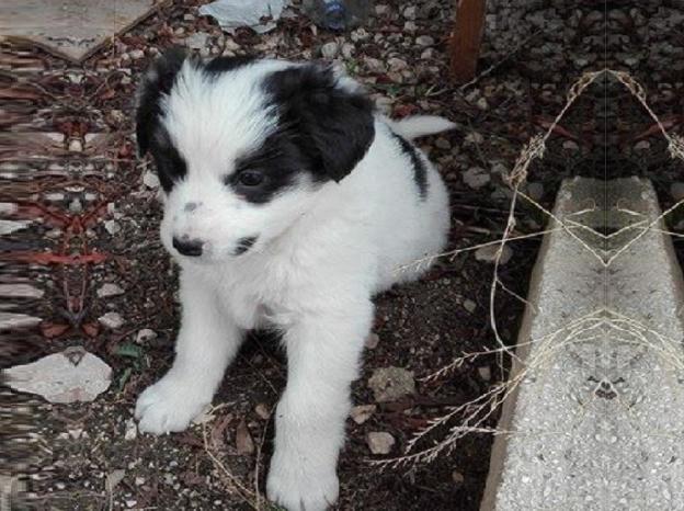 cane_maremmano_cucciolo_giuliana_fusacchia_2