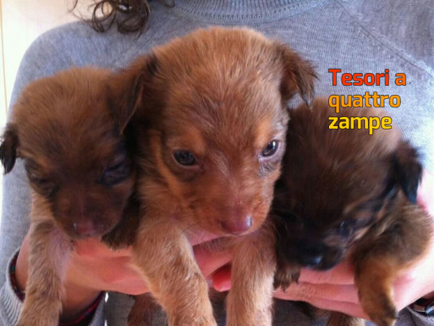 cane_micro_cuccioli_sanitario_rieti_adf