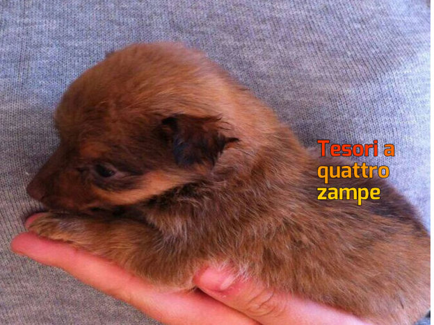 cane_micro_cucciolo_sanitario_rieti_adf_2
