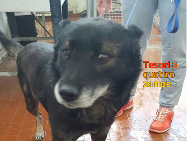 cane_nero_anziano_sanitario_adf