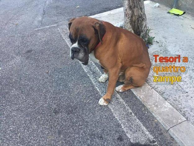cane_nerola_teodora_pasniciuc