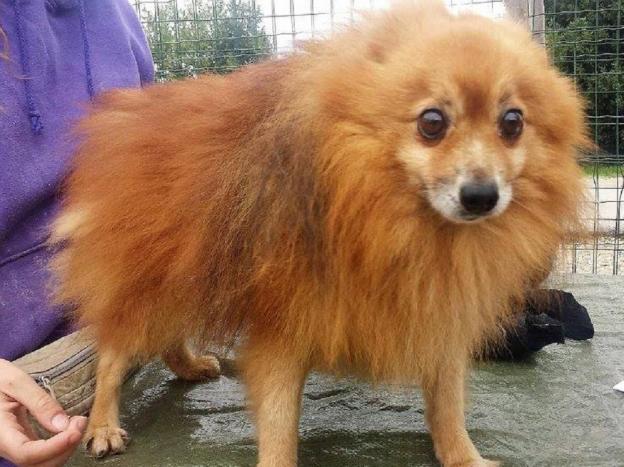 cane_oipa_teramo_principe_4_anni