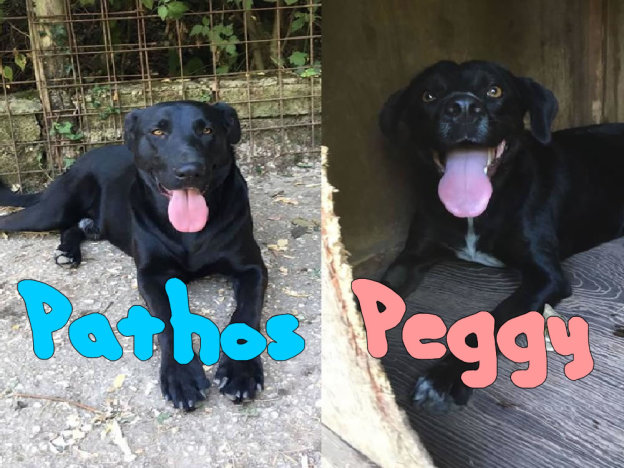 cane_pathos_e_peggy_pf