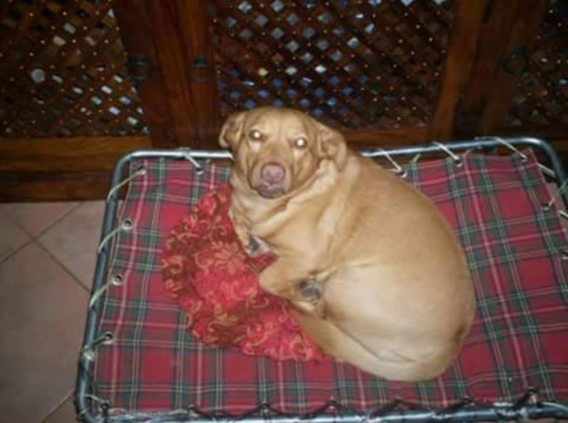 cane_pf