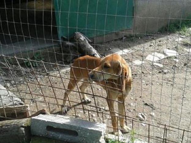 cane_piero_poggio_catino_pf