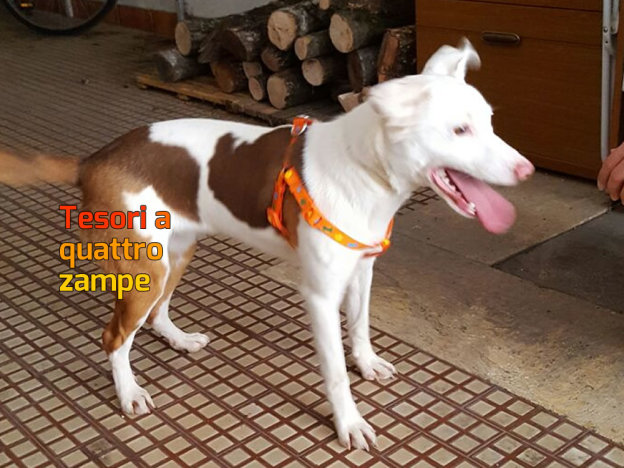 cane_raffy_adottata_e_poi_scaricata