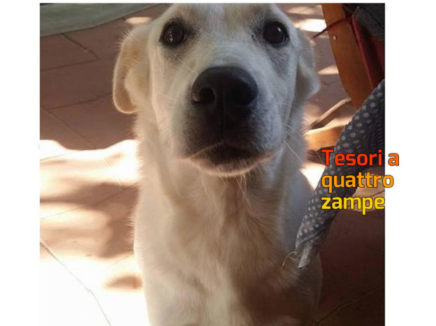 cane_rita_franceschini_3