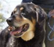 cane_rocky_viterbo_raffy_2_