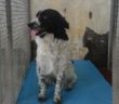 cane_roger_rieti_la_palazzina_sanitario_adf_2