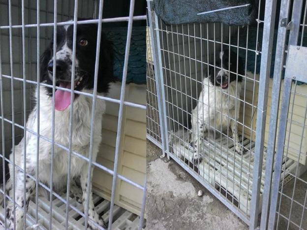 cane_roger_sanitario_adf