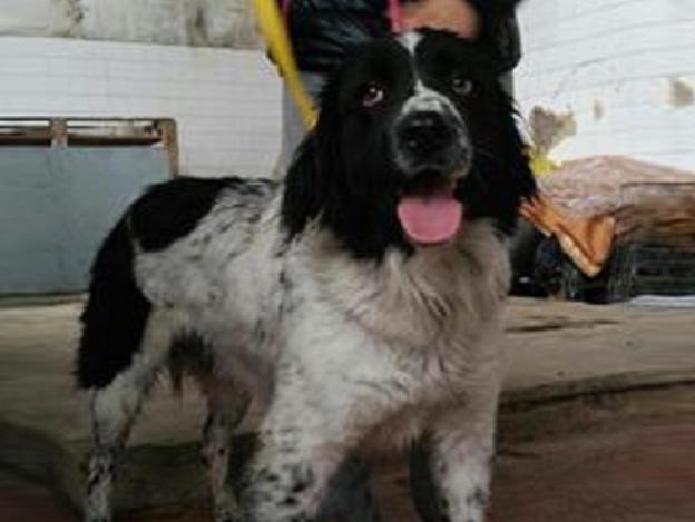 cane_roger_sanitario_adf