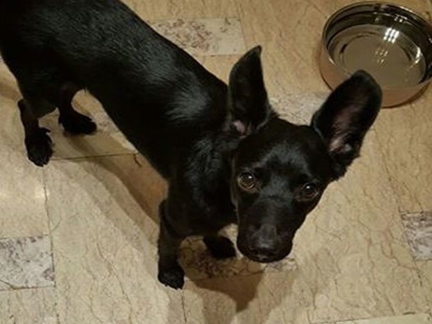 cane_roma_diana_russo_gemma_caroni