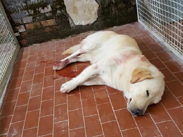 cane_san_filipppo_rieti_sanitario_polveroni_adf