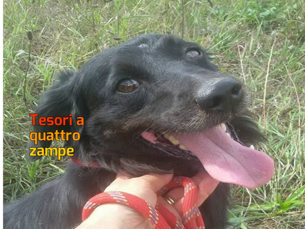 cane_sanitario_adf