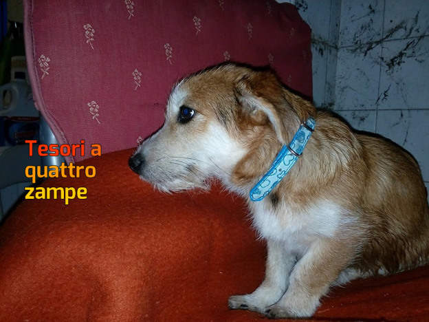 cane_sanitario_fratello_snow_adf