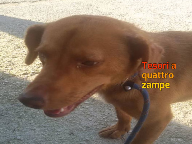 cane_sanitario_marrone_adf