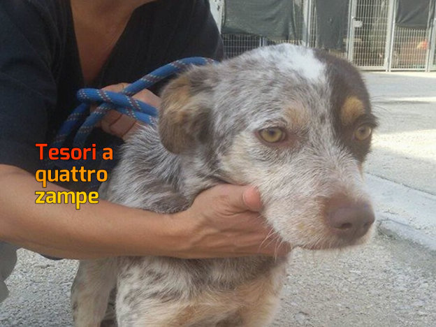 cane_sanitario_nuovo_ingresso_settembre_2016