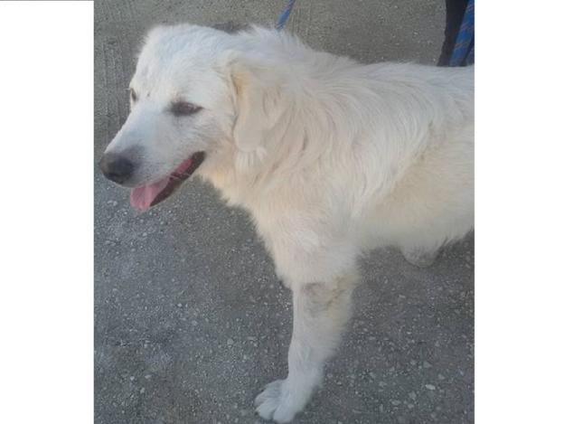 cane_sanitario_roberta_di_carlo_adf