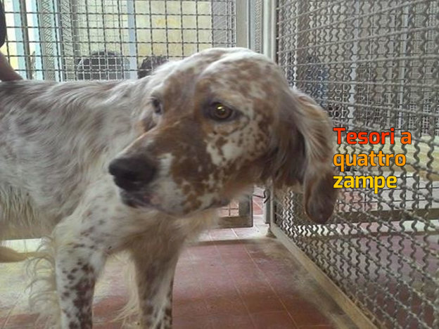 cane_sanitario_segugia_spaventata_adf