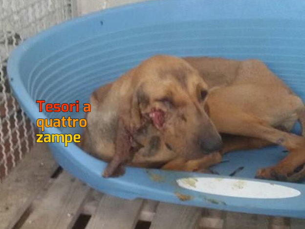 cane_sanitario_segugio_adf