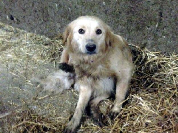 cane_sardella_amatrice_oipa_rieti