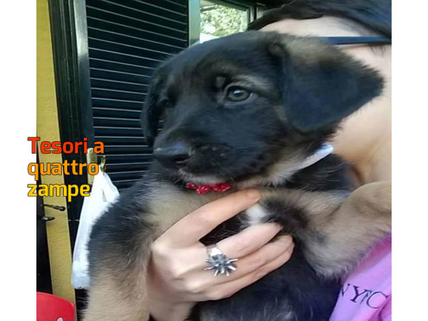 cane_sasha_laura_berardi