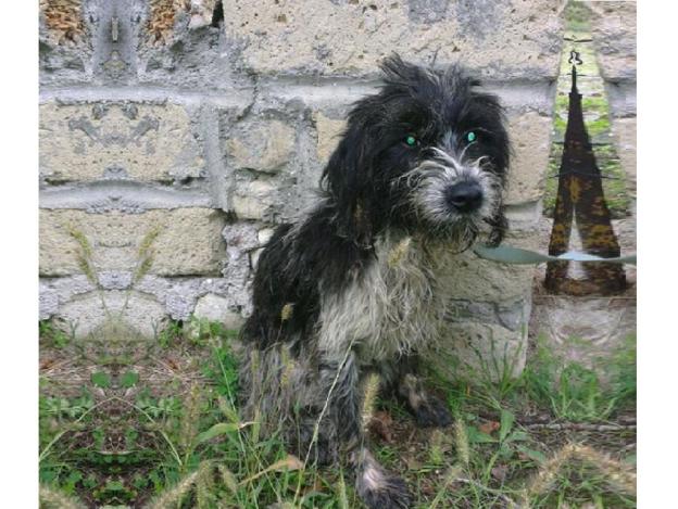 cane_scandriglia_rafffy