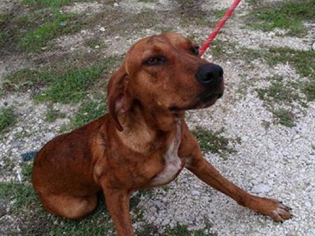 cane_segugio_sanitario_adf