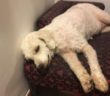 cane_simil_lagotto_viterbo_cristiano_zappi_gemma_caroni_