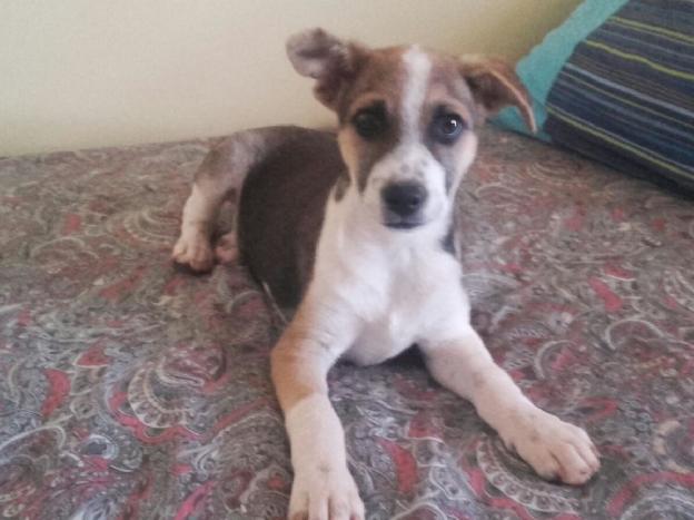 cane_spillo_matera_il_branco