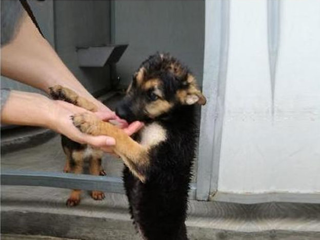 cane_tamara_matera_il_branco-624×469