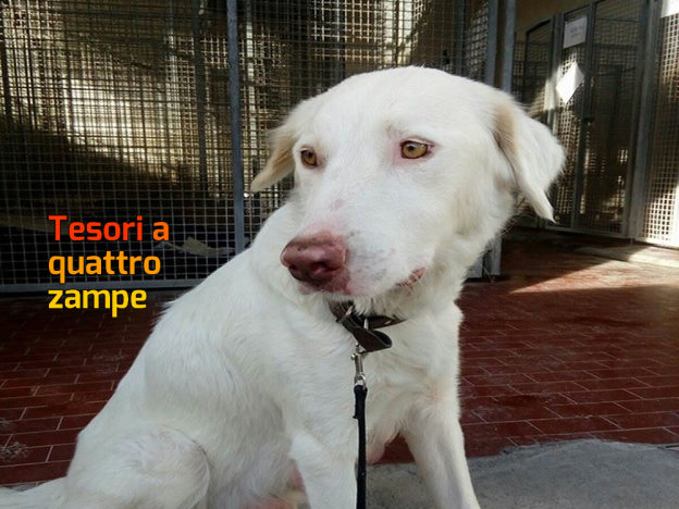 cane_toffia_sanitario_adf