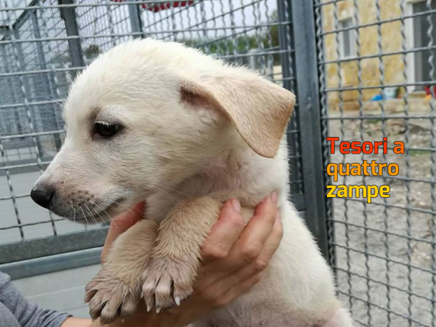 cane_tom_canile_matera_il_branco