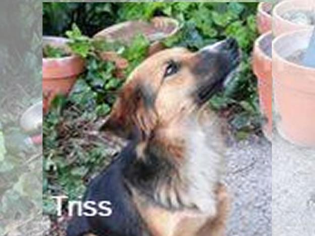 cane_triss_castelnuovo_di_farfa_pf
