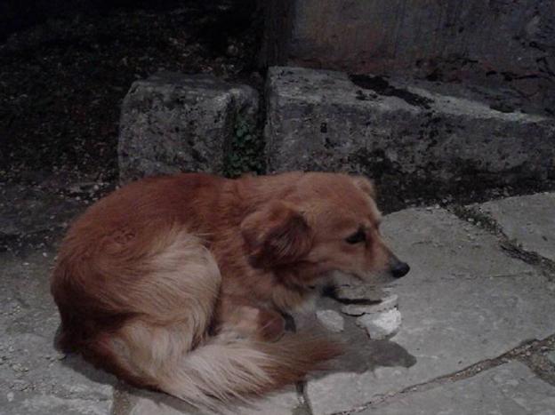 cane_via_foresta_rieti