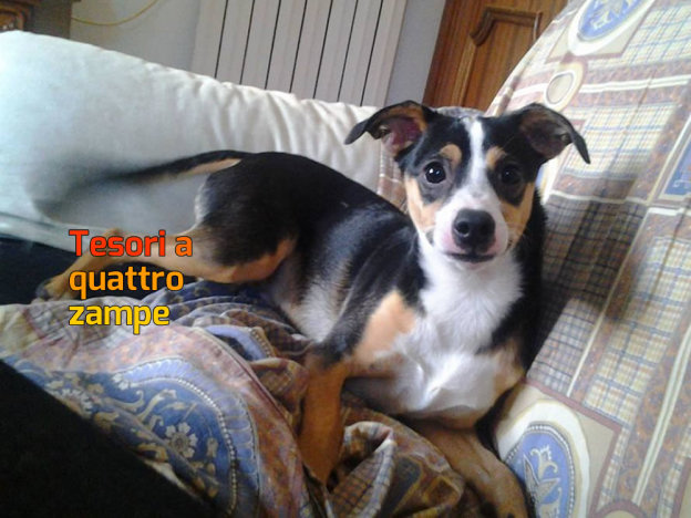 cane_viale_de_juliis_donatella_patacchiola_raffy
