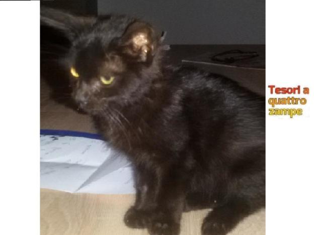gatto_contigliano_raffy