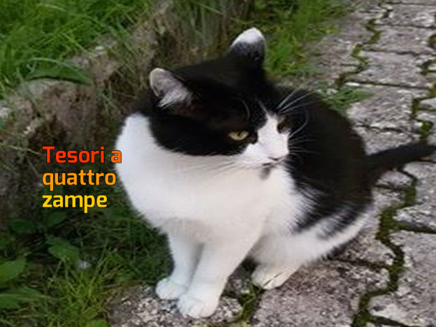 gatto_gatta_benedetta_benny_bellucci