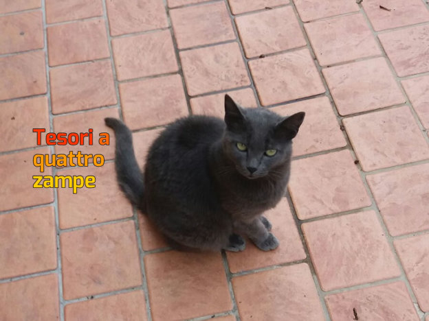gatto_gatta_molino_della_salce_raffy