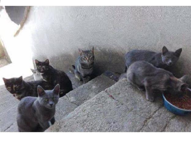gatto_gatti_claudia_tiberti