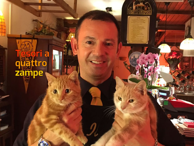 gatto_gatti_gin_e_fiz_picchio_allegro