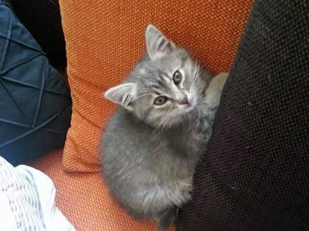 gatto_gattina_motore_auto_todis_rieti_via_molino_della_salce_adf