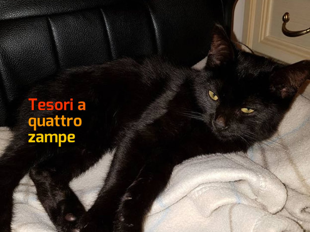 gatto_gattina_patrizia_brandi