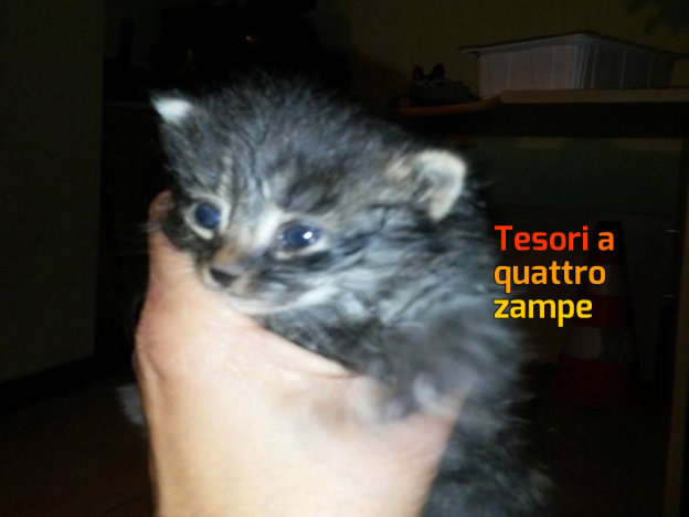 gatto_gattini_maria_spenk_balia